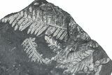 Fossil Seed Fern (Alethopteris & Pecopteris) Plate - Pennsylvania #368189-1